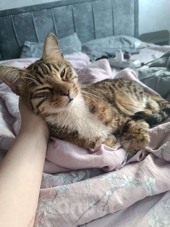 Кошки в Санкт-Петербурге: Отдам кота в добрые руки Мальчик, Бесплатно - фото 2