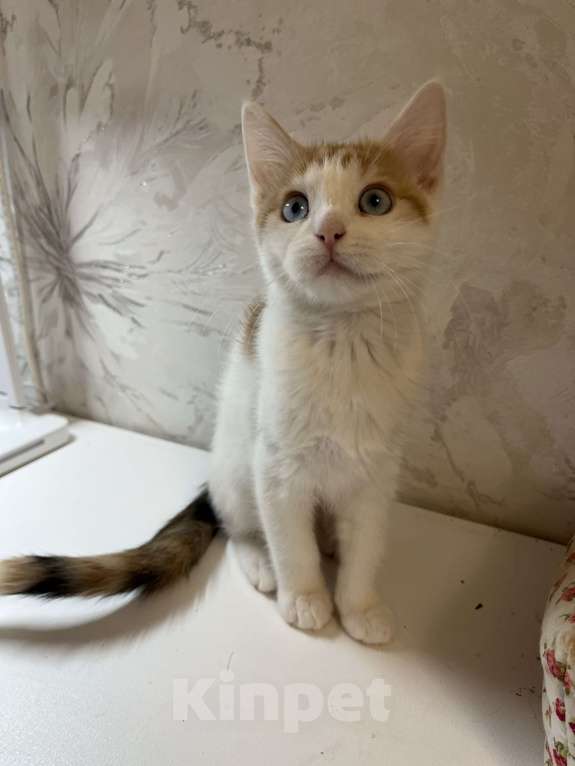 Кошки в Ростове-на-Дону: Манчкин Стандарт  Девочка, 1 000 руб. - фото 8