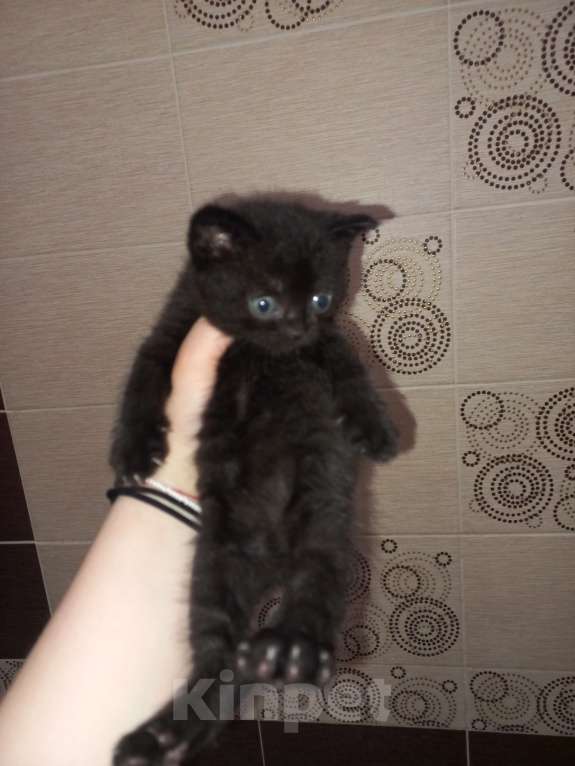 Кошки в Улане-Удэ: Британские котята в добрые руки Мальчик, 3 000 руб. - фото 4