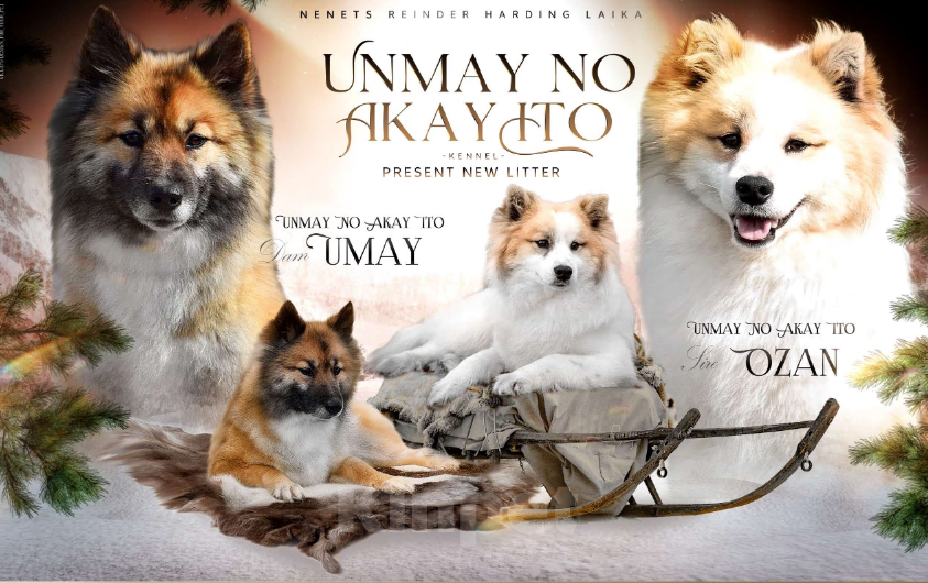 Собаки в Москве: Ненецкая оленегонная лайка, сука Дакота. Девочка, 60 000 руб. - фото 7