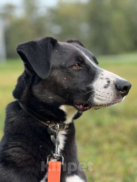 Собаки в Москве: Поляк  Мальчик, Бесплатно - фото 5