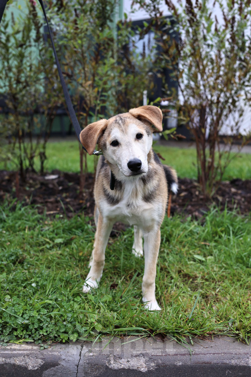 Собаки в Москве: Щенок в добрые руки бесплатно Москва Мальчик, Бесплатно - фото 2
