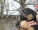 Собаки в Воронеже: Продам щенков , самым лучшим родителям! Мальчик, Бесплатно - фото 5