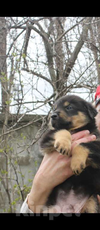 Собаки в Воронеже: Продам щенков , самым лучшим родителям! Мальчик, Бесплатно - фото 5