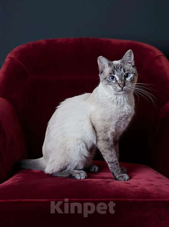 Кошки в Москве: кот Айс ищет дом Мальчик, 10 руб. - фото 7