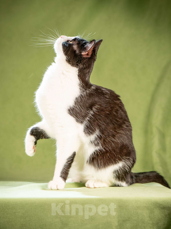 Кошки в Клине: Мамуля — кошка, достойная самой нежной любви Девочка, Бесплатно - фото 5