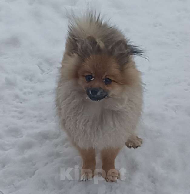 Собаки в Ковровом: Девчули - шпицули Девочка, Бесплатно - фото 2