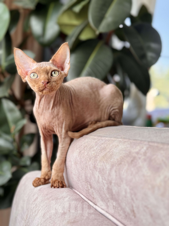 Кошки в Москве: Шоколадный мальчик Qwartz Queen  Мальчик, 50 000 руб. - фото 3