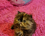Кошки в Кемерово: Персидский котенок., 15 000 руб. - фото 4