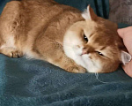 Кошки в Новокубанске: Золотой котик !, 10 000 руб. - фото 1