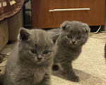 Кошки в Лянторе: Котята, 6 000 руб. - фото 1
