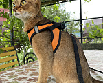 Кошки в Тамбове: Абиссинские котята Мальчик, 15 руб. - фото 1