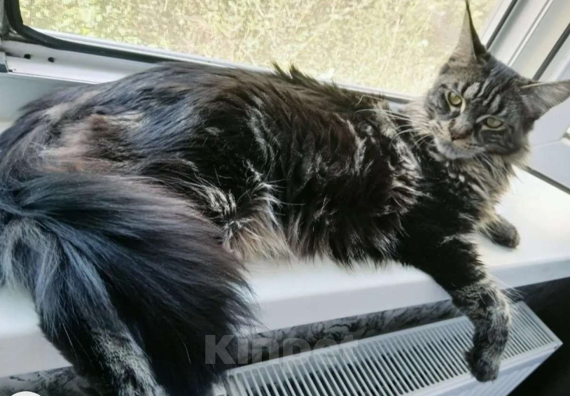 Кошки в Санкт-Петербурге: Кошечка мейн кун Девочка, 12 000 руб. - фото 4