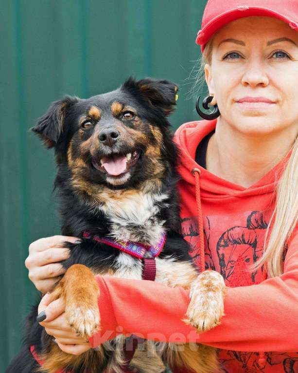 Собаки в других городах Московской области: Юная небольшая Марли ищет дом Девочка, Бесплатно - фото 5