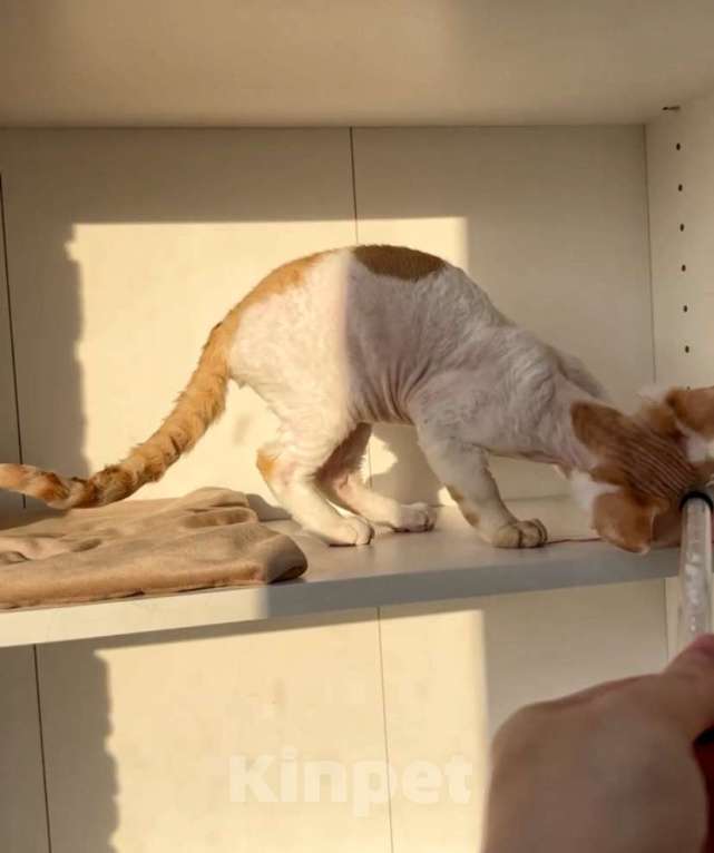 Кошки в Анапе: Девочка Девон Рекс Девочка, 55 000 руб. - фото 3