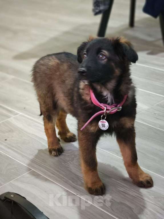 Собаки в Красногорске: Девочка с умными глазами Пуша 3 месяца ищет дом  Девочка, Бесплатно - фото 6