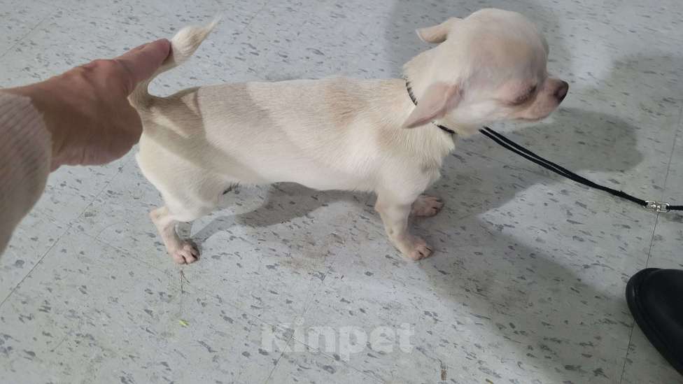 Собаки в Москве: Щенок Чихуахуа Девочка, Бесплатно - фото 2