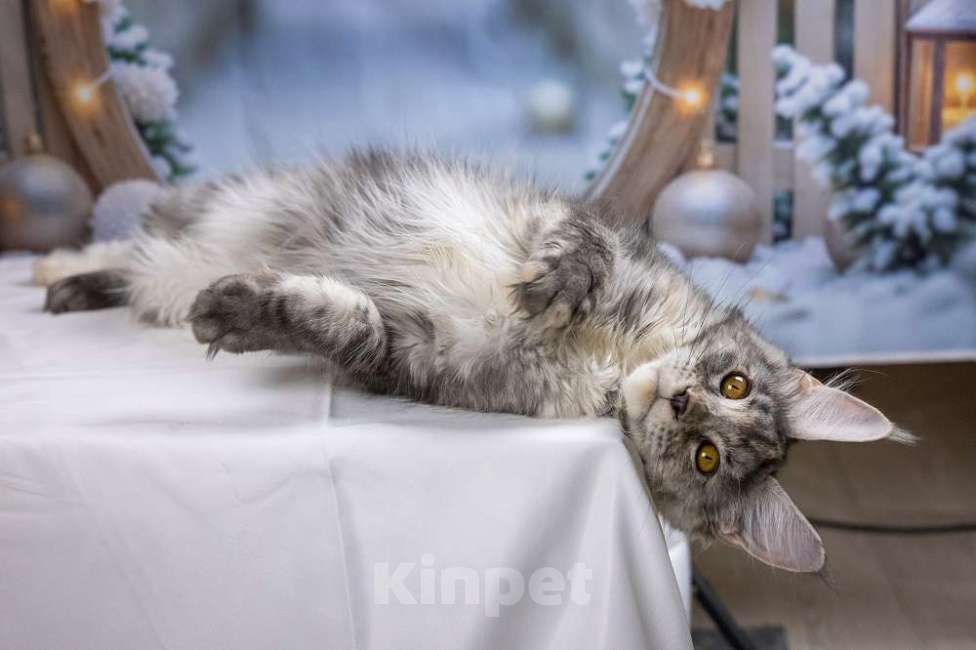 Кошки в других городах Ленинградской области: Мейн кун котенок Девочка, 35 000 руб. - фото 3