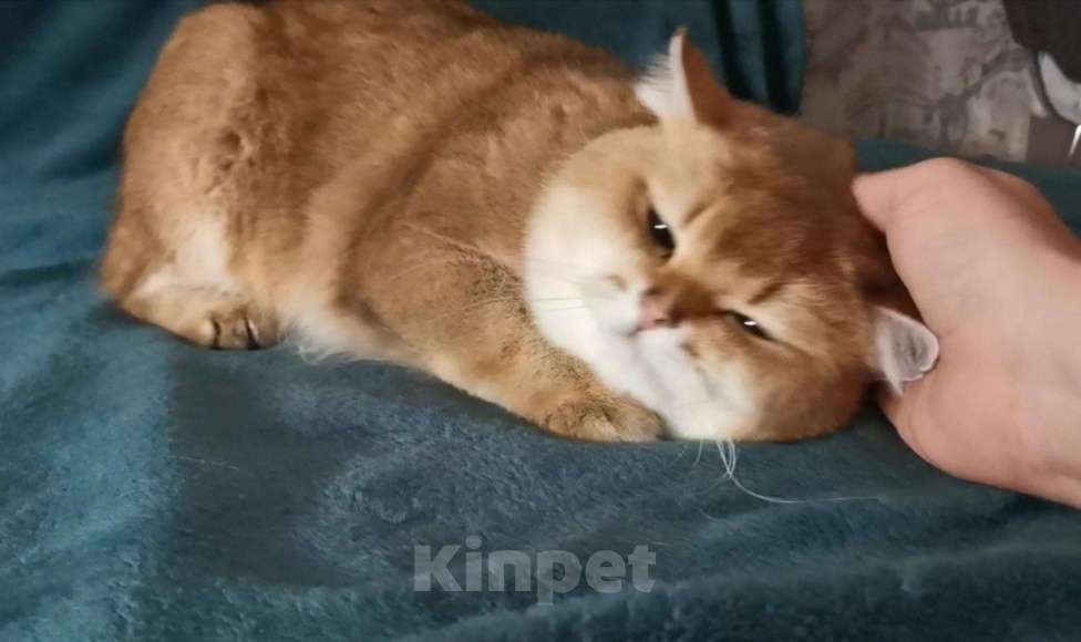 Кошки в Новокубанске: Золотой котик !, 10 000 руб. - фото 1