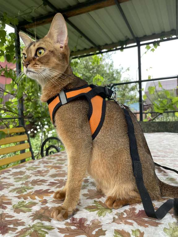 Кошки в Тамбове: Абиссинские котята Мальчик, 15 руб. - фото 1
