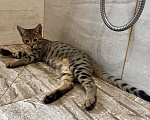 Кошки в Люберцах: Саванна котенок девочка Девочка, 100 000 руб. - фото 1