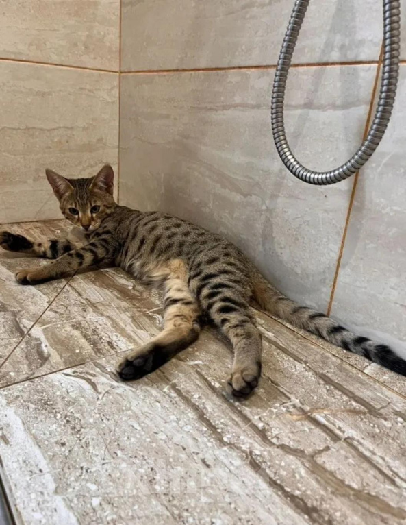 Кошки в Люберцах: Саванна котенок девочка Девочка, 100 000 руб. - фото 1