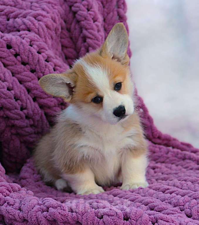 Собаки в других городах Московской области: Щенок сука вельш корги пемброк Девочка, 60 000 руб. - фото 4