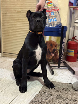 Щенок Кане Корсо