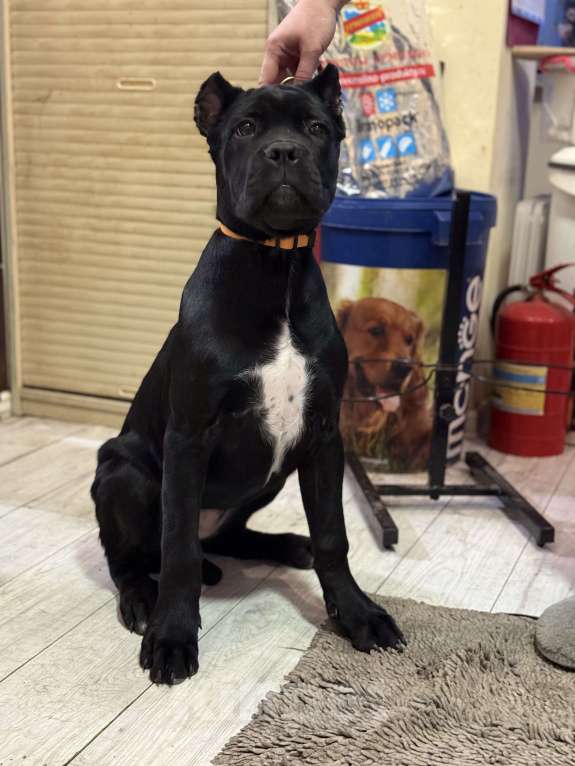 Собаки в Дмитрове: Щенок Кане Корсо Девочка, 70 000 руб. - фото 1