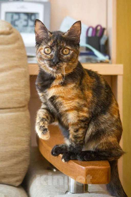 Кошки в Люберцах: Эксклюзивная милота - Пятнашка Девочка, Бесплатно - фото 8
