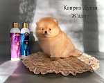 Собаки в Сосновом Бору: Мальчик померанский шпиц РКФ Мальчик, 160 000 руб. - фото 1