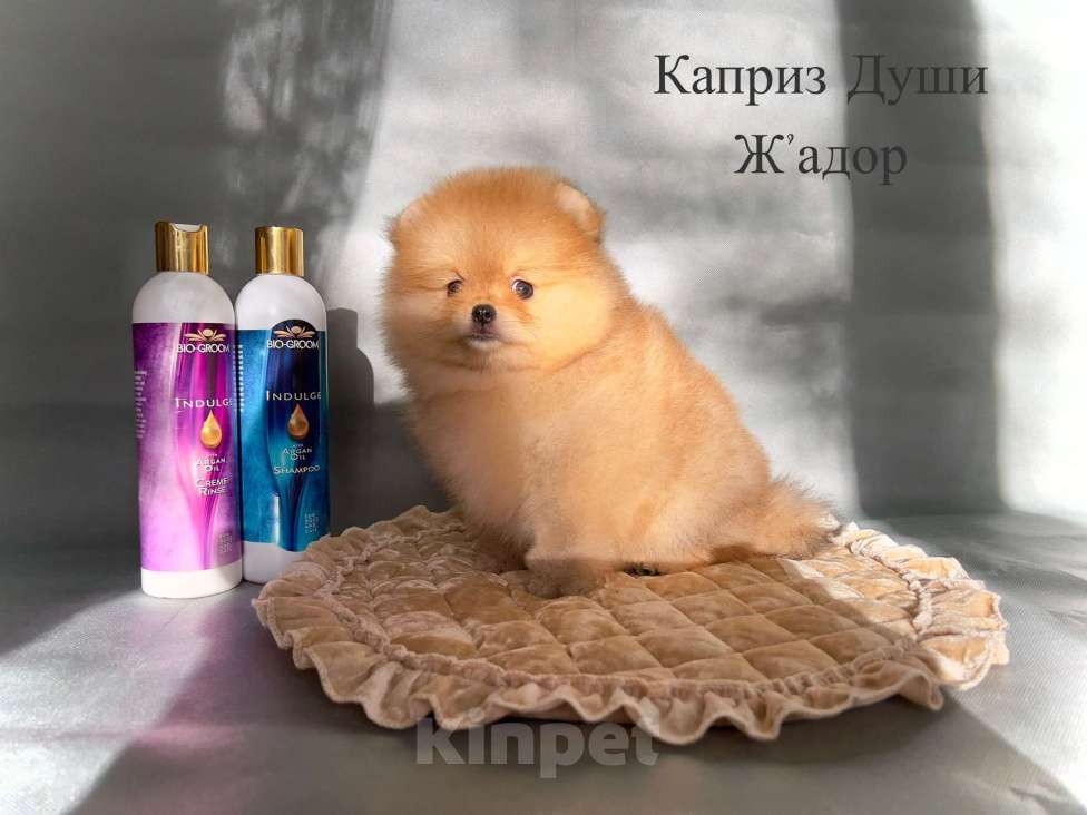 Собаки в Сосновом Бору: Мальчик померанский шпиц РКФ Мальчик, 160 000 руб. - фото 1