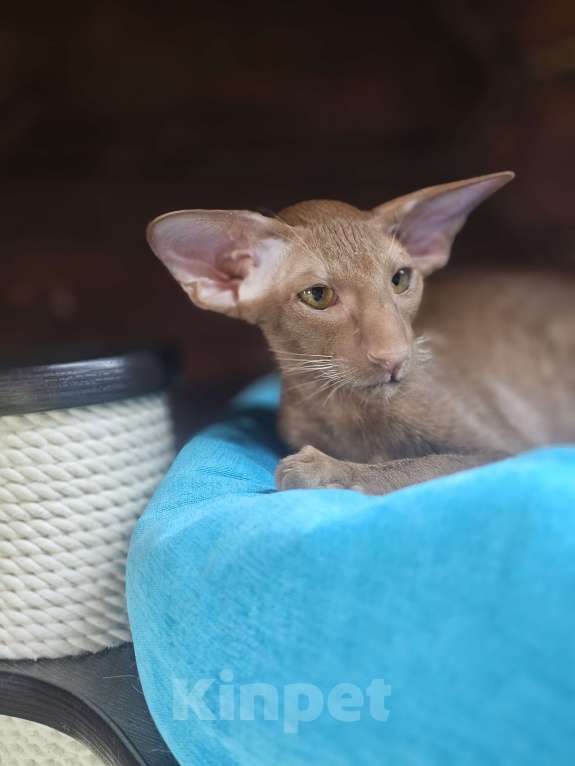 Кошки в Балашихе: Циннамоновый  ориентальный котик Мальчик, 120 000 руб. - фото 4