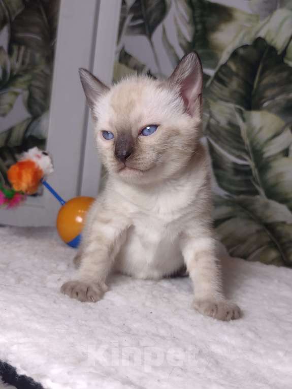 Кошки в Санкт-Петербурге: Девочка Девочка, Бесплатно - фото 5