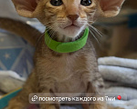 Кошки в Санкт-Петербурге: Ориентальная котенок Ася Девочка, 180 000 руб. - фото 1