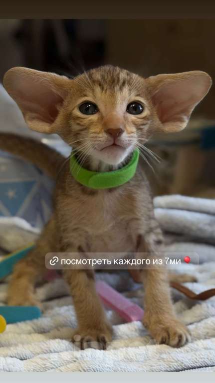 Кошки в Санкт-Петербурге: Ориентальная котенок Ася Девочка, 180 000 руб. - фото 1