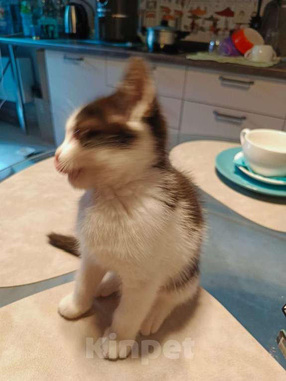 Кошки в Москве: Котёнок в добрые руки Девочка, Бесплатно - фото 5