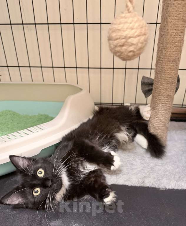 Кошки в Москве: Котенок Гвоздика ищет дом Девочка, Бесплатно - фото 6