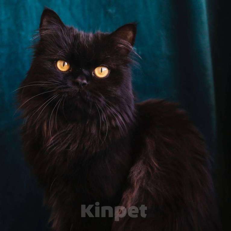 Кошки в Москве: Кот Барон ищет дом Мальчик, Бесплатно - фото 2