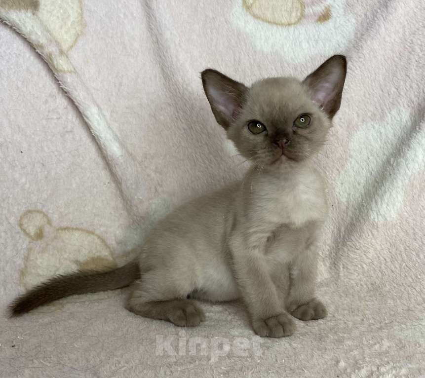 Кошки в Дмитрове: Шоколадный бурманский мальчик Фабиан Мальчик, 40 000 руб. - фото 6