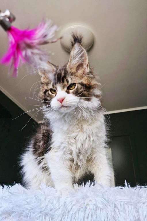 Кошки в Санкт-Петербурге: котенок мейн кун кот Мальчик, 150 000 руб. - фото 2