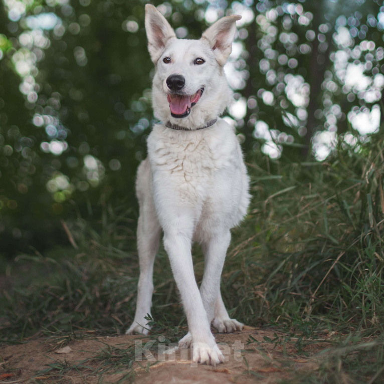 Собаки в Москве: Холи Девочка, Бесплатно - фото 4