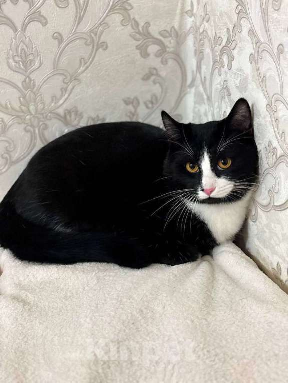 Кошки в Москве: Возьмите Филю в дом Мальчик, Бесплатно - фото 4