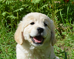 Собаки в Коммунаре: Щенки золотистого ретривера Мальчик, 60 000 руб. - фото 2
