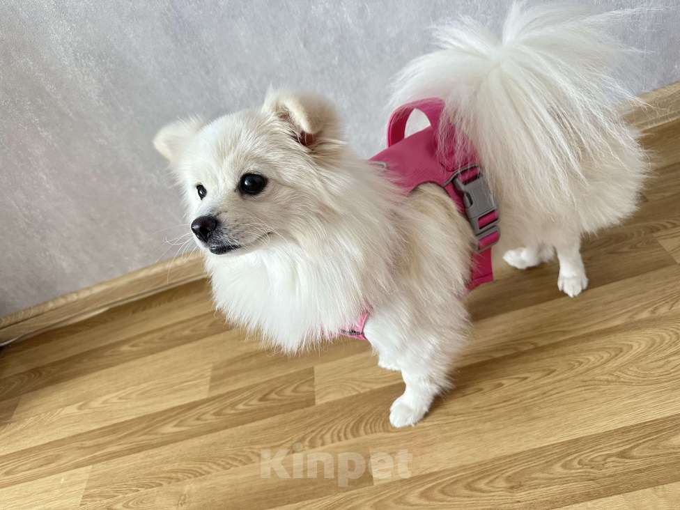 Собаки в Химках: Малышка Лали  Девочка, 15 000 руб. - фото 2