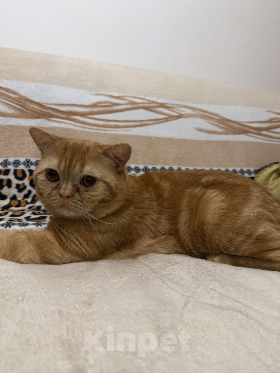 Кошки в Москве: Котик в добрые руки Мальчик, Бесплатно - фото 2