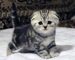 Кошки в Москве: Купить Шотландского Вислоухого или Прямоухого Котёнка в Москве в Питомнике кошек «SILVER SHARM» Девочка, 30 000 руб. - фото 1