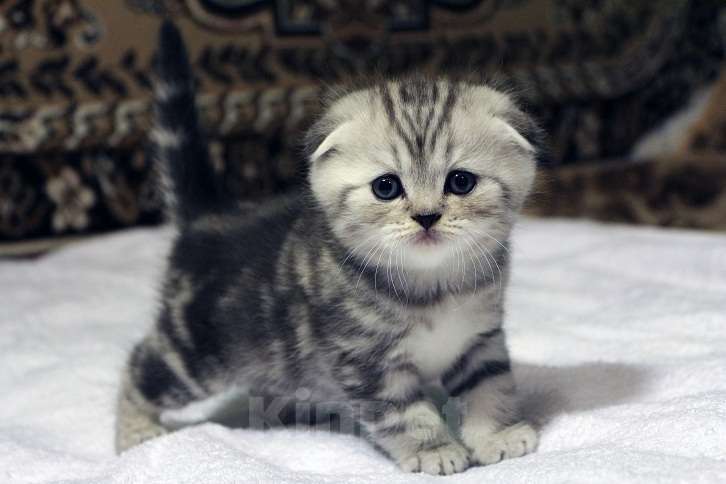 Кошки в Москве: Купить Шотландского Вислоухого или Прямоухого Котёнка в Москве в Питомнике кошек «SILVER SHARM» Девочка, 30 000 руб. - фото 1