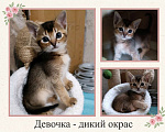 Кошки в Благодарном: Абиссинские котята Разнополые, Бесплатно - фото 6