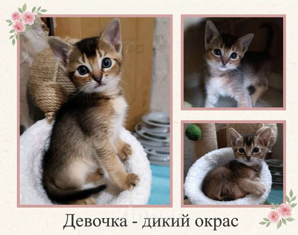 Кошки в Благодарном: Абиссинские котята Разнополые, Бесплатно - фото 6